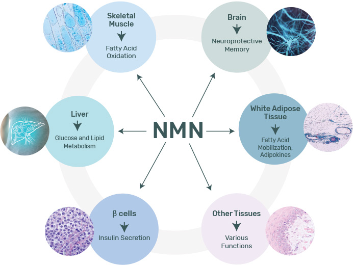 NMN Connected Pathways