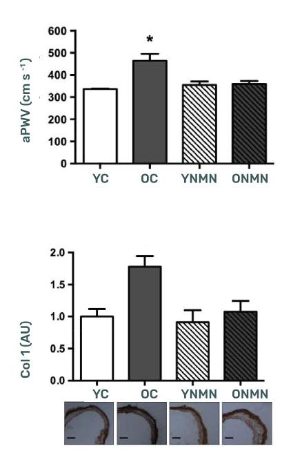 Vascular Health Improvement